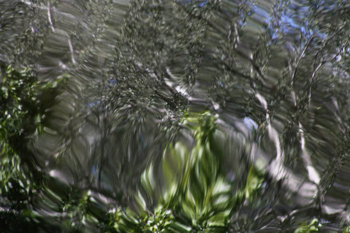 Výroba želé z greenfiedských lišejníků