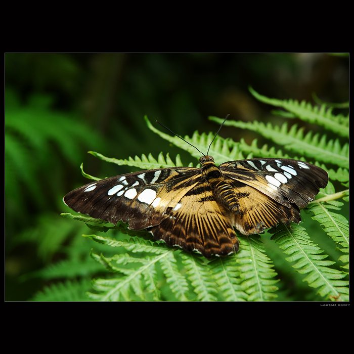 Parthenos sylvia IV - Návrat veterána