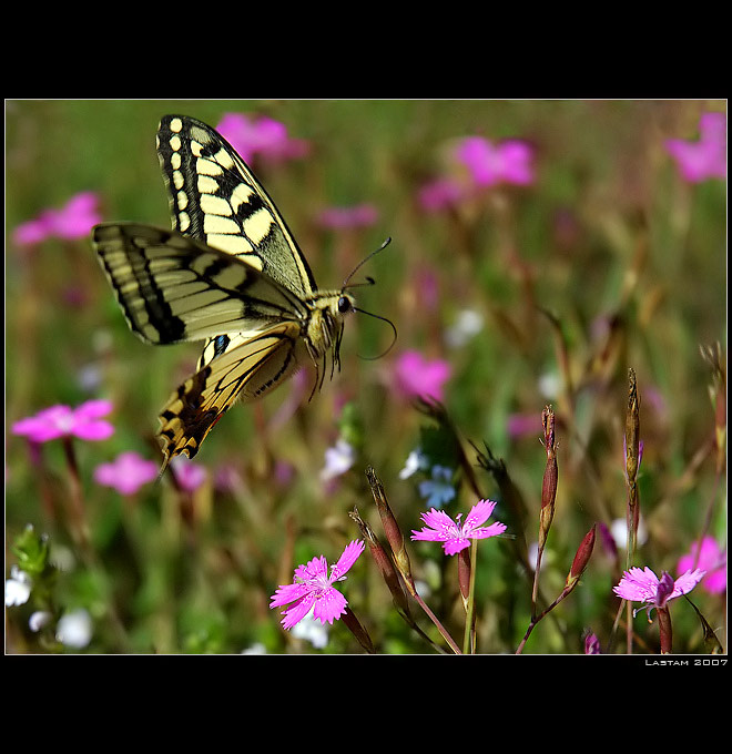 Kam já to jen smočim sosák...