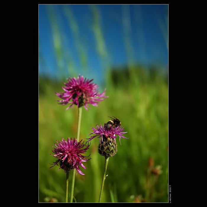 Luční pohodička...