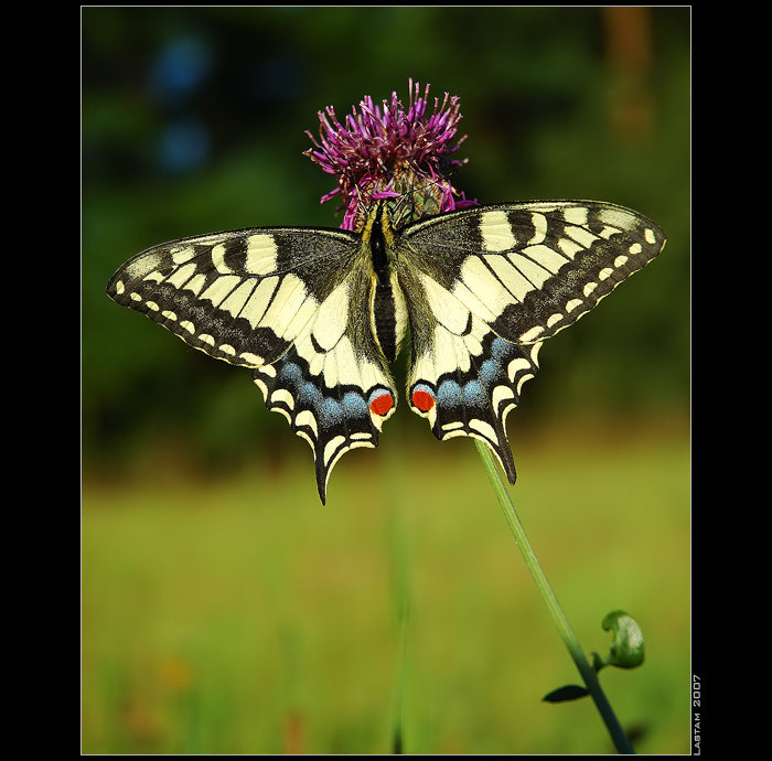 Odpocivajici tehotna samice...