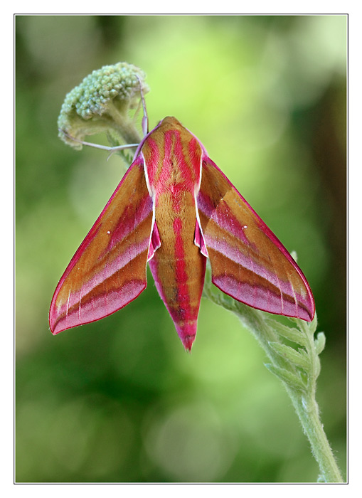 Odpolední siesta lišaje vrbkového