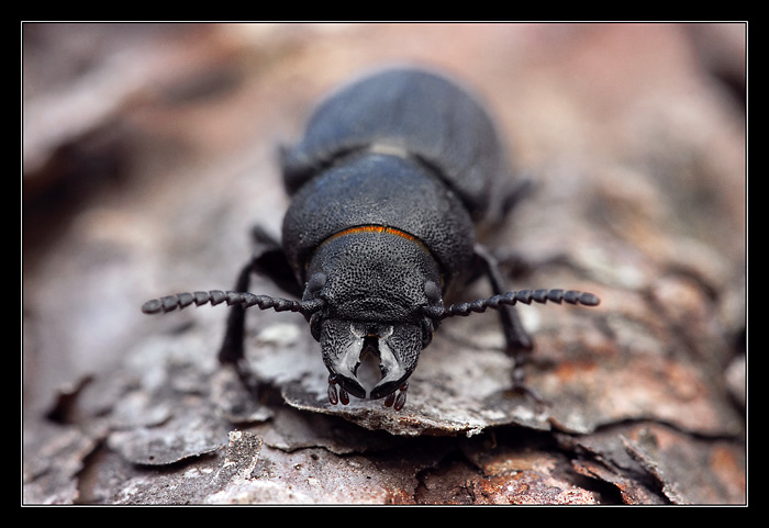 Ozbrojený váleček