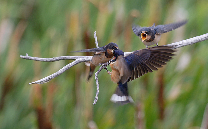 neustálá chuť k jídlu-1