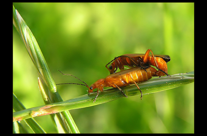 Zapálená lýtka ...