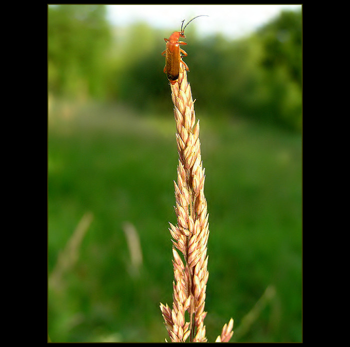 Číhání na něvěstu ...