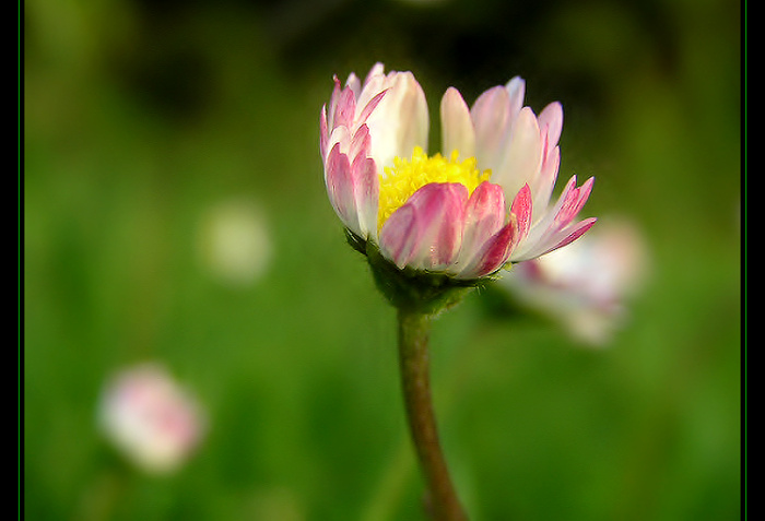 Sedmi ... sedmi ... sedmikráska