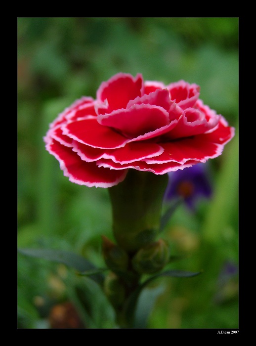.: Ze zahrady :.
