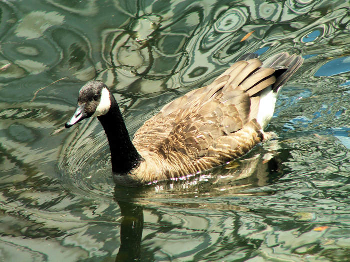 Geese / hus na vode.