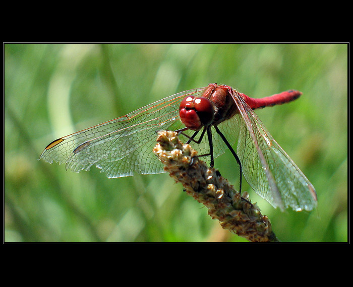 Crocothemis erythraea