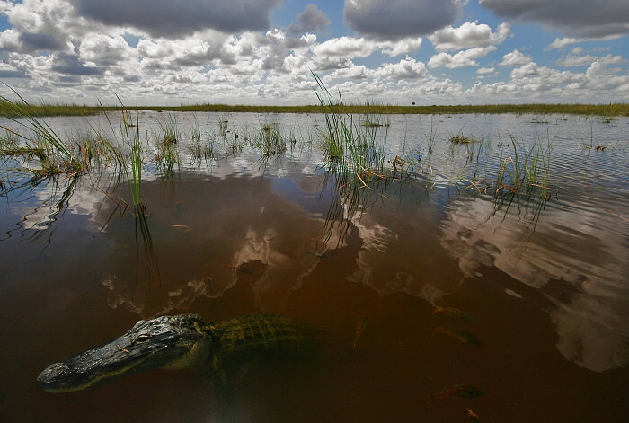 Gator.
