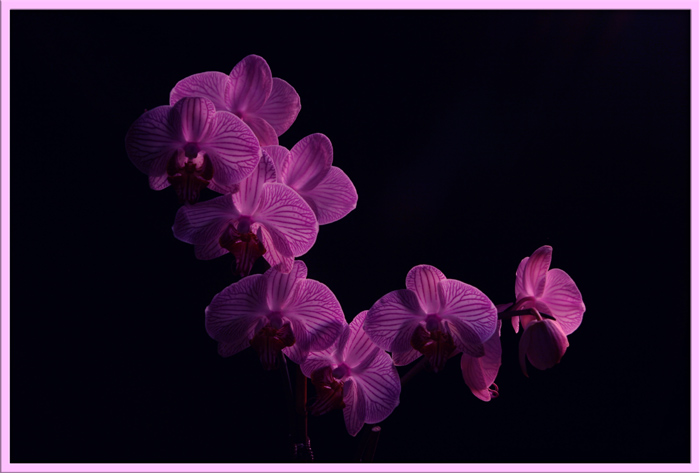 Orchid Phalaenopsis in purple  .........
