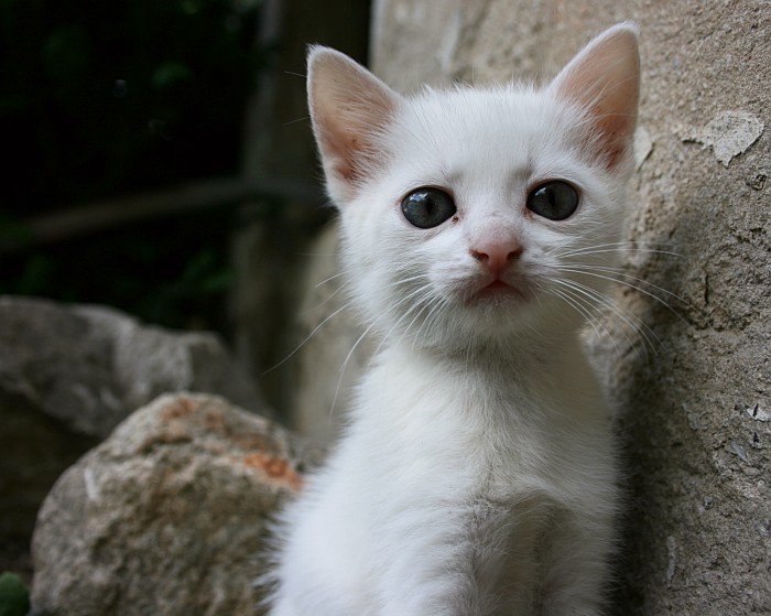 Kuk