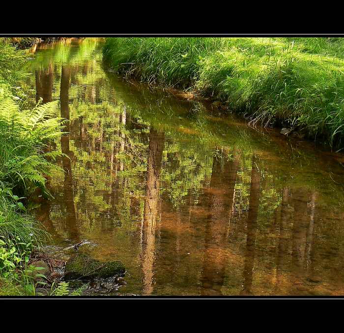 *woodland*