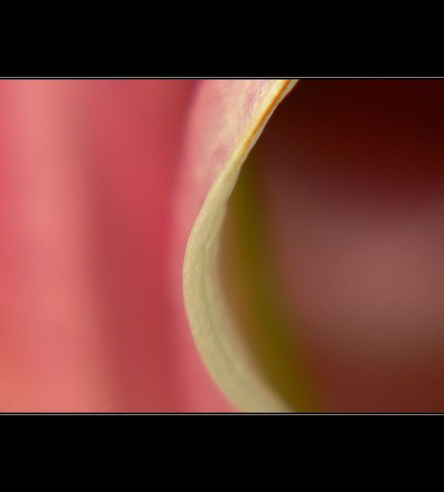*rose*