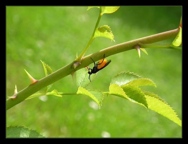 Lezu si ani nevím jak...