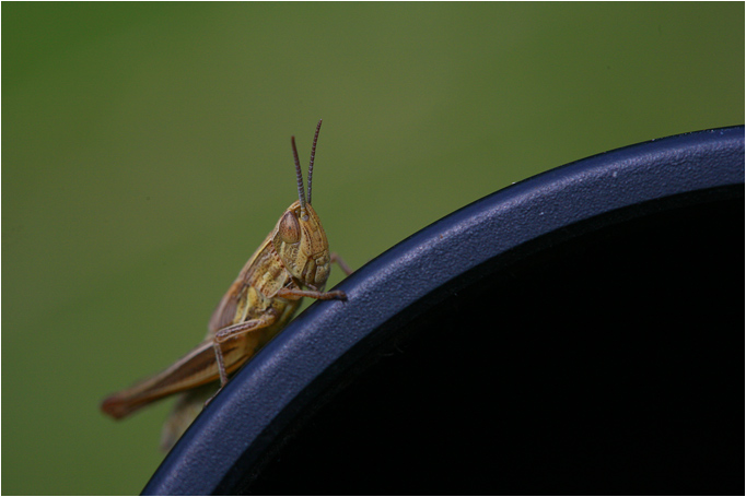 Grasshopper