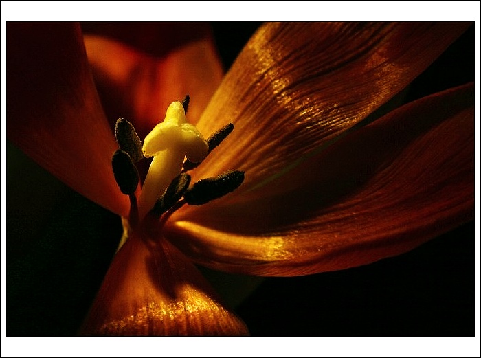 tulipán