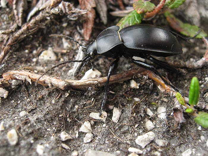 Carabus violaceu
