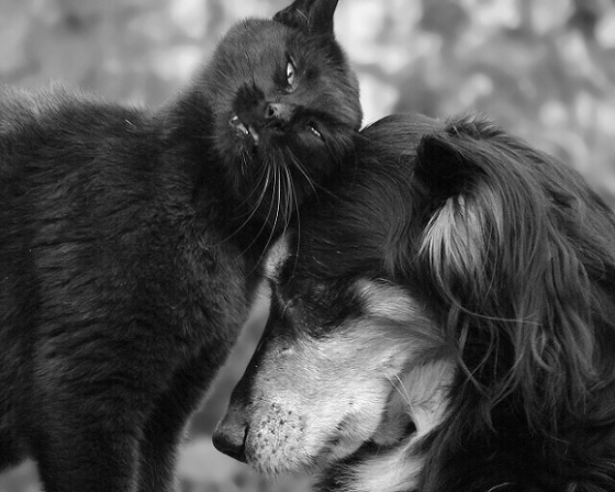 Přátelství