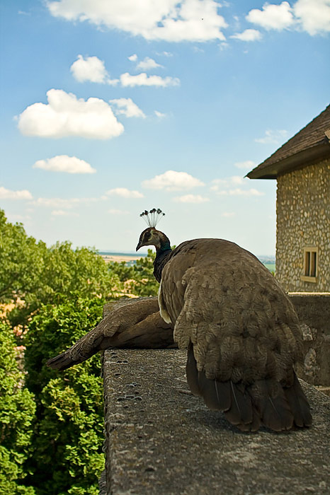 Smolenice II.