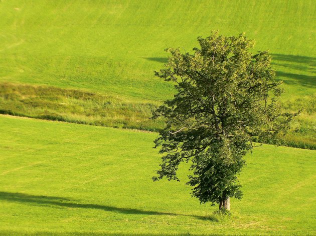 Samotář