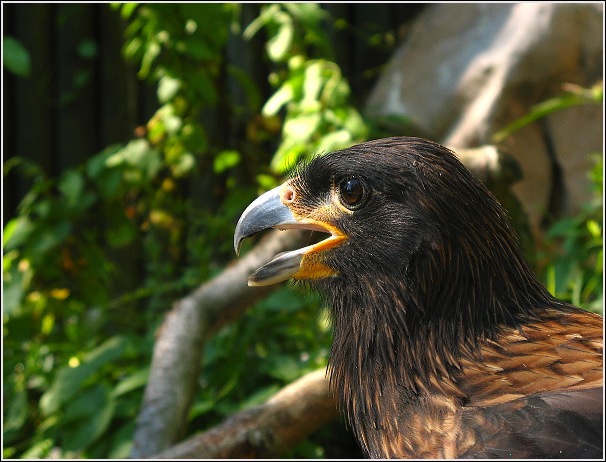 Čimango falklandský z liberecké ZOO