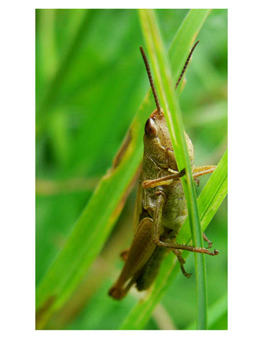 Snad mě neuvidí, fotografka jedna dotěrná