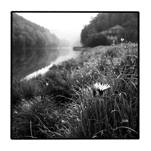 Pampeliška z Harasova