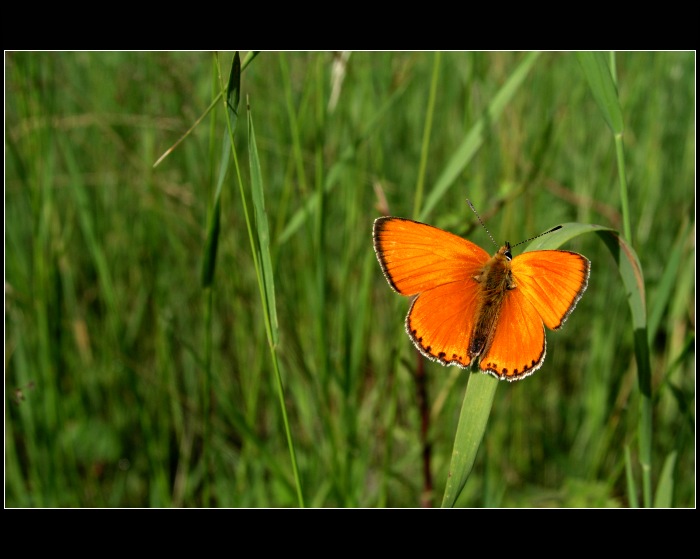 Motyl
