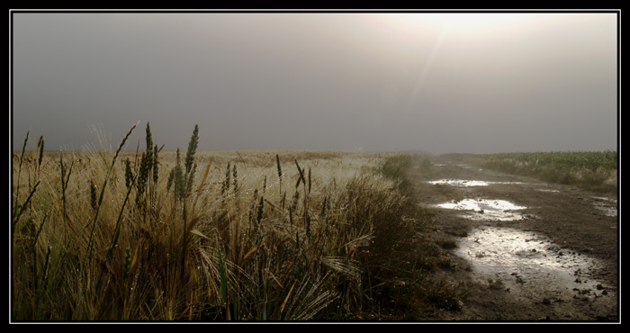 obilí v mlze