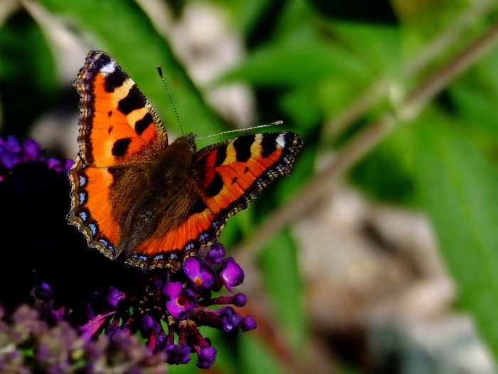 Butterfly