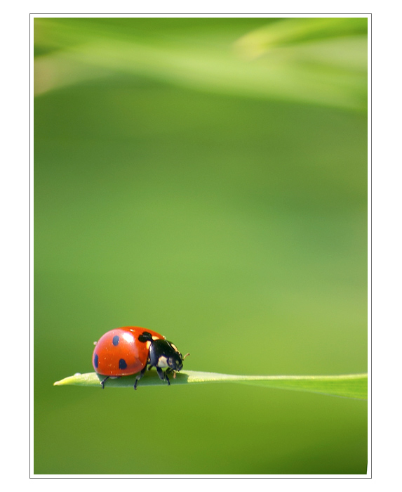  - Red on Green -