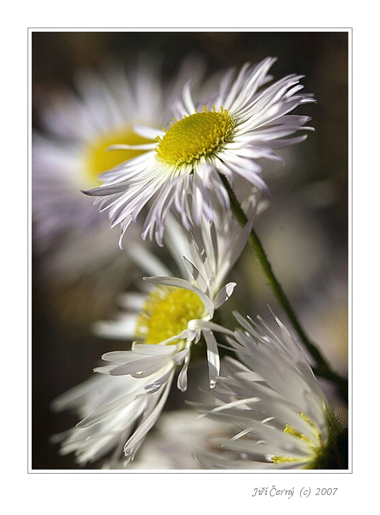 Letní náladovka...