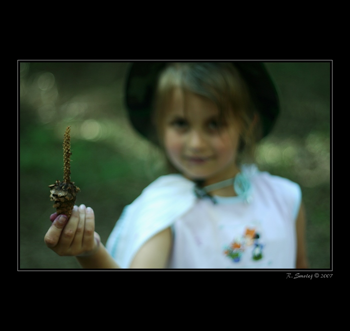 Za co může veverka.