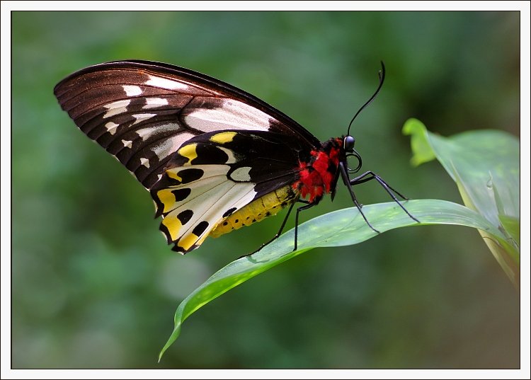Ornithoptera Priamus Kasandra