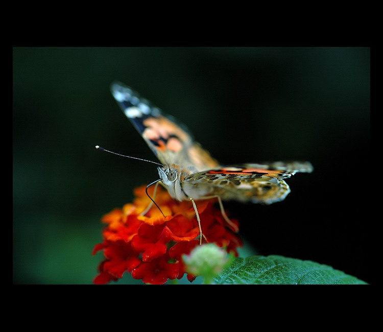 = Babočka bodláková =