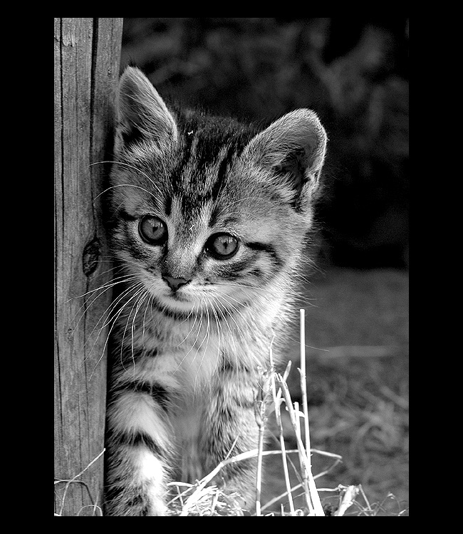 = Kočičí svět IV. =