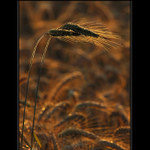 podvečerní mazlení