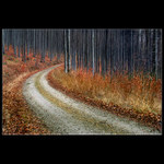 *mesic padleho listi*