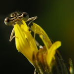 Že by kytka s očima ?