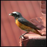 Rehek zahradní - samec