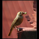 Rehek zahradní - samice