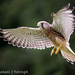 Zrozena k létání ...