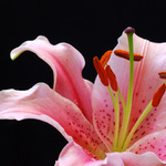 Kráska v růžovém...