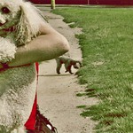 Ve středu sem fotila psa...byl to pátek...