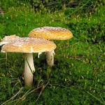 Houbařská sezona nebude