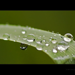 Kapky I - jedna proti všem