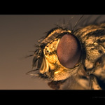 .. muška jenom zlatá ..