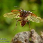 Pozóóór letííím!!!